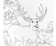 Coloriage Chevreuil adulte dans la forêt