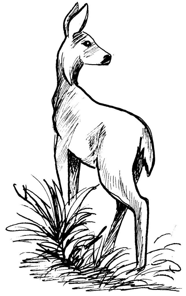 Coloriage Biche A Imprimer