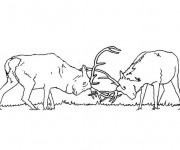 Coloriage Chevreuils  se combattent