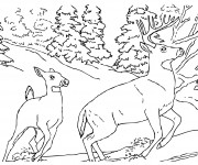 Coloriage Couple Chevreuils se  prom&egrave;nent