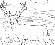 Coloriage Paysage de Chevreuil dans la nature