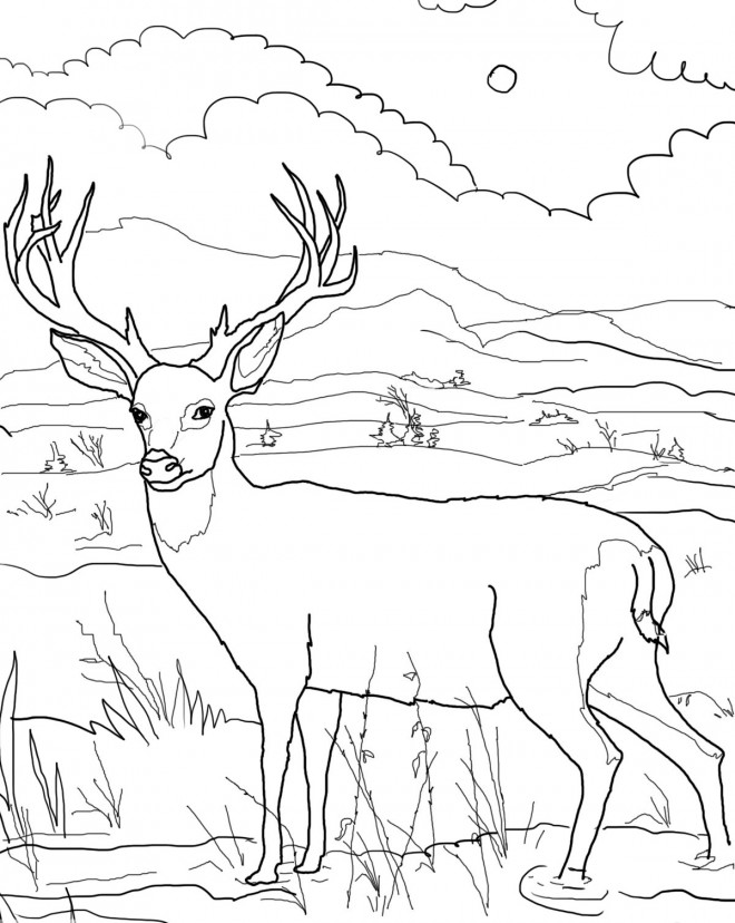 Coloriage Paysage de Chevreuil dans la nature dessin gratuit à imprimer