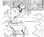 Coloriage Un Chevreuil dans le Zoo