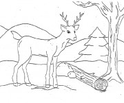 Coloriage Un Chevreuil m&acirc;le europ&eacute;en
