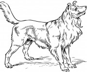 Coloriage Chien au crayon &agrave; t&eacute;l&eacute;charger