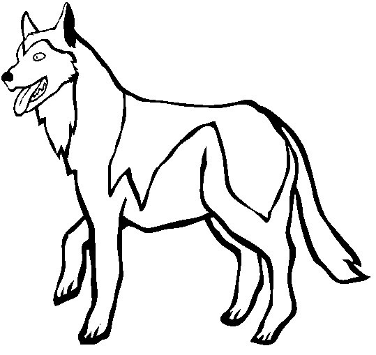 Coloriage Chien Berger Dessin Gratuit à Imprimer