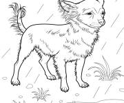 Coloriage Chien Chihuahua