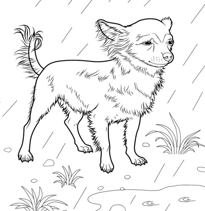 Coloriage et dessins gratuits Chien Chihuahua à imprimer
