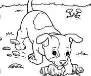 Coloriage Chien dans le jardin