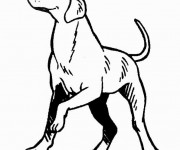 Coloriage Chien de chasse