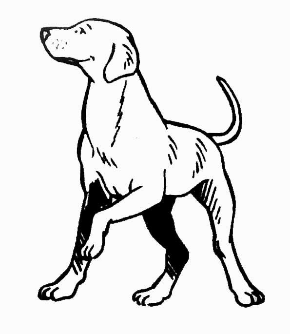 Coloriage Chien De Chasse Dessin Gratuit à Imprimer