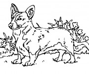 Coloriage Chien de petite taille
