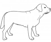 Coloriage Chien domestique simple