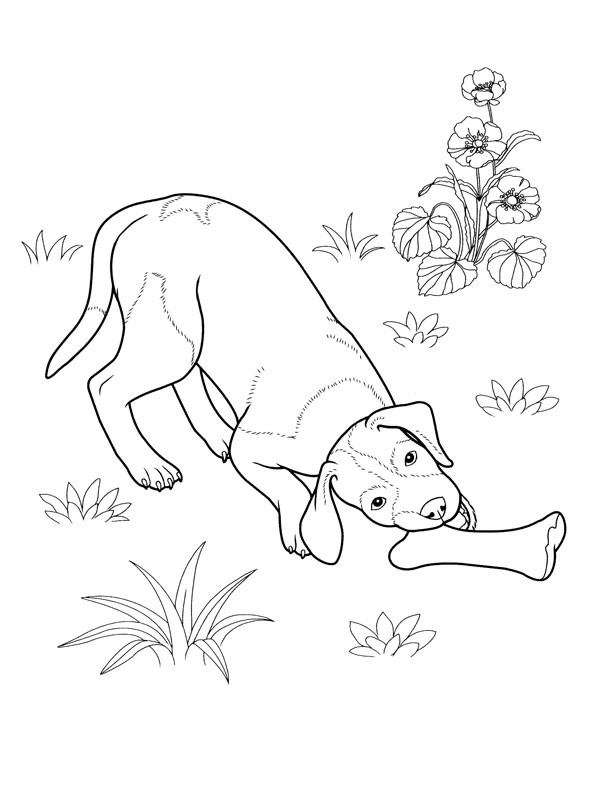 Coloriage et dessins gratuits Chien et son os au jardin à imprimer