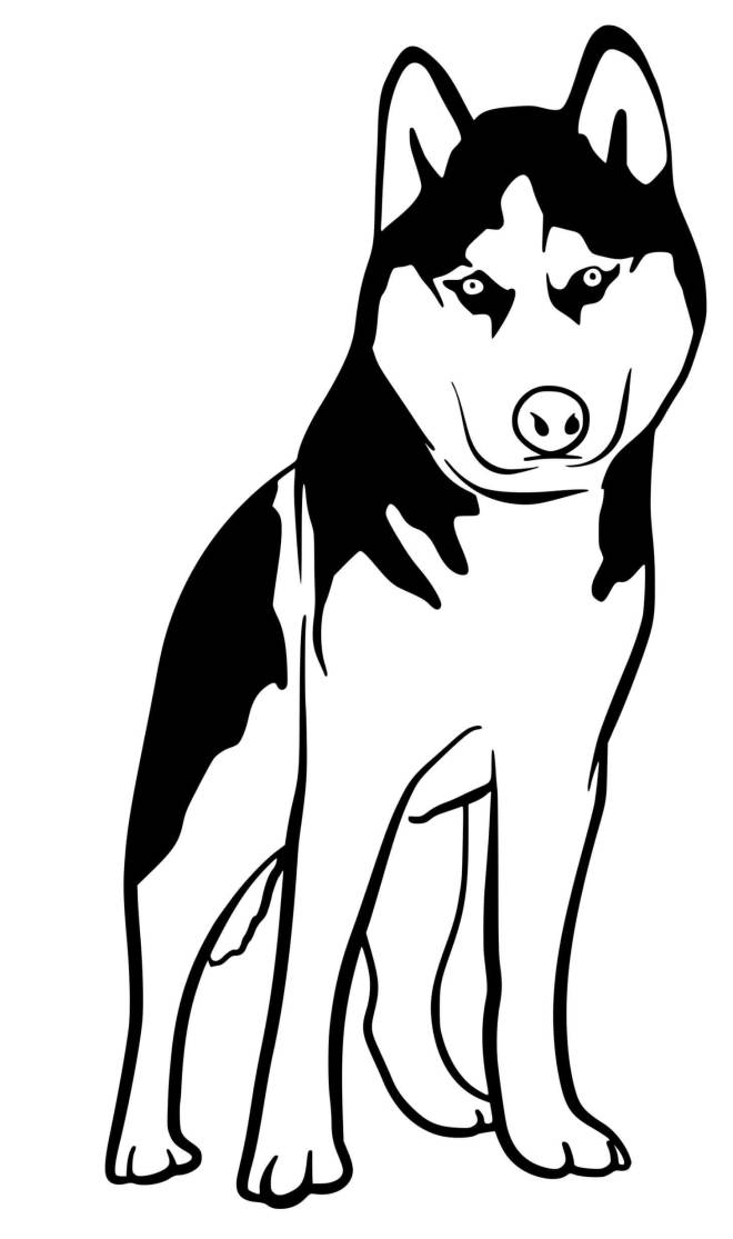 Coloriage et dessins gratuits chien Husky à imprimer