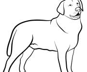 Coloriage Chien Labrador