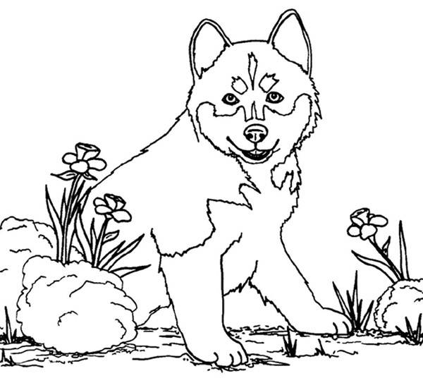 Coloriage et dessins gratuits Chien loup à imprimer