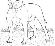 Coloriage Chien Pitt Bull