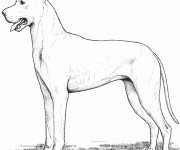 Coloriage Chien sage au crayon