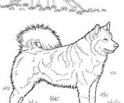 Coloriage Husky &agrave; colorier