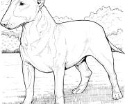 Coloriage Le Bull Terrier