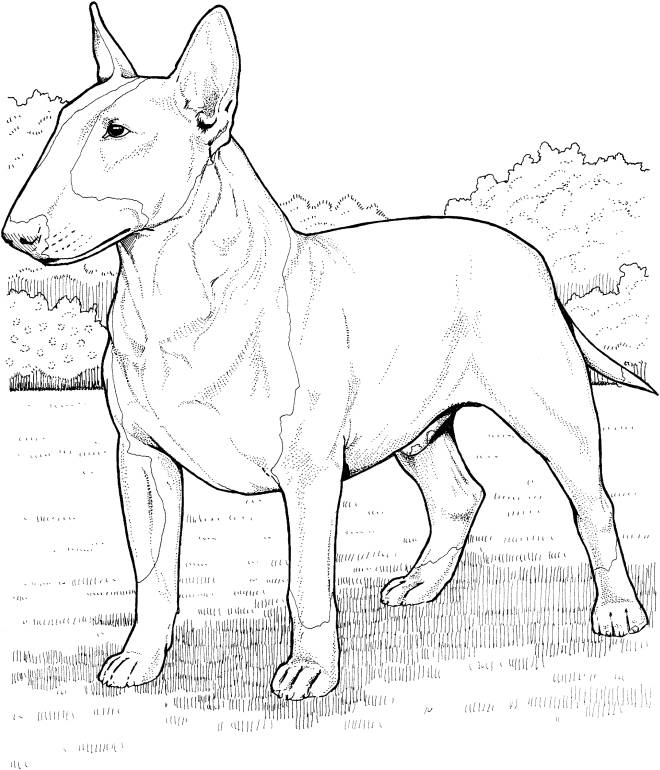 Coloriage et dessins gratuits Le Bull Terrier à imprimer