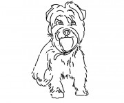 Coloriage Petit Chien domestique