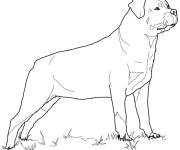 Coloriage Rottweiler