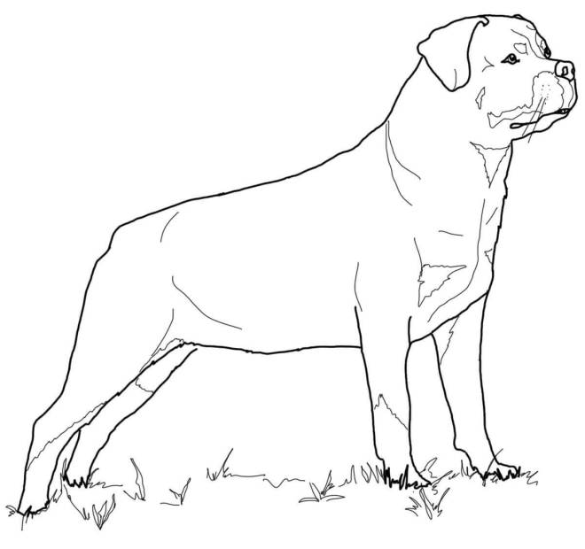 Coloriage et dessins gratuits Rottweiler à imprimer