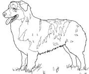 Coloriage Un berger australien