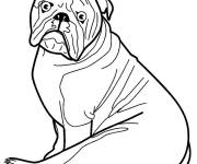 Coloriage Un Bulldog