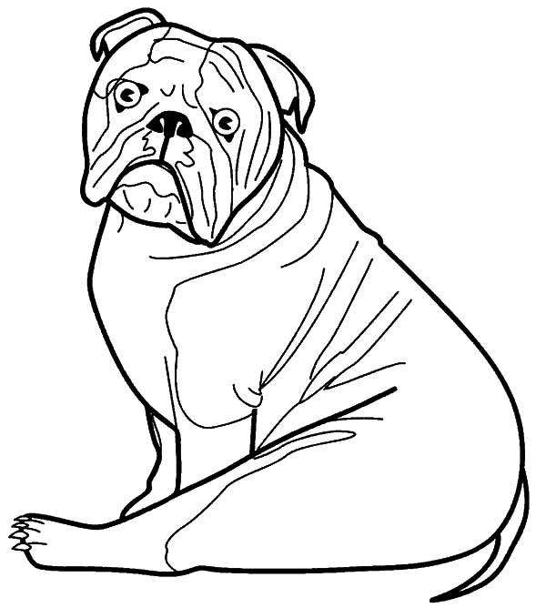 Coloriage et dessins gratuits Un Bulldog à imprimer