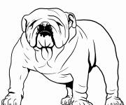 Coloriage Un chien Bouledogue
