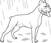 Coloriage Un chien Boxer