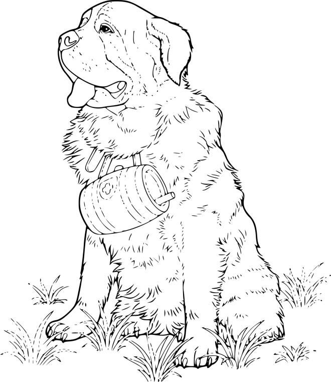 Coloriage et dessins gratuits Un chien Saint Bernard à imprimer