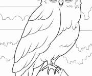 Coloriage Chouette assise sur le rocher