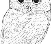 Coloriage Chouette au crayon
