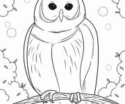 Coloriage Chouette cherche son diner la nuit
