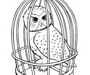 Coloriage Chouette de Harry Potter dans le cage