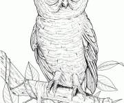 Coloriage Chouette r&eacute;aliste