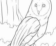 Coloriage Chouette r&eacute;aliste dans la foret