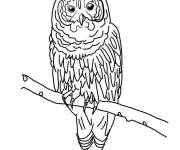 Coloriage Chouette sur l'arbre imprimable