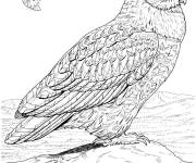 Coloriage Chouettes r&eacute;alistes pour enfants
