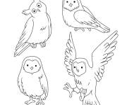 Coloriage Des hiboux et des chouettes