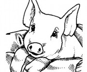 Coloriage Cochon trop mignon