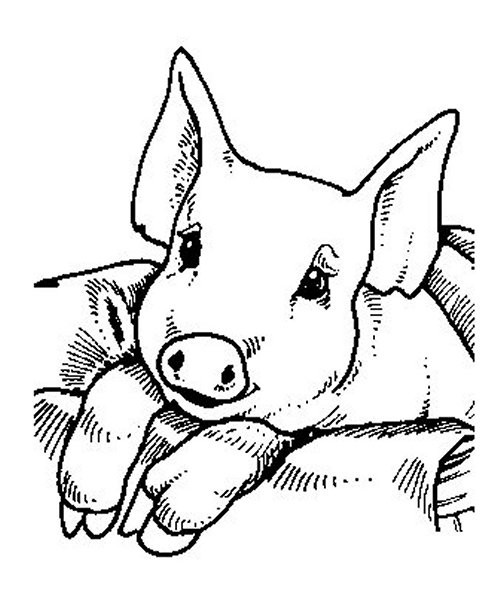 Coloriage Cochon Trop Mignon Dessin Gratuit à Imprimer