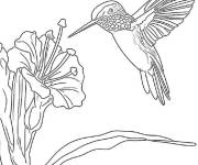 Coloriage Ami du colibri