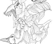 Coloriage Beaucoup colibris &agrave; gorge rubis