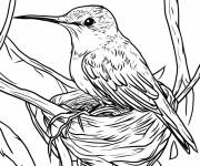 Coloriage B&eacute;b&eacute; Colibri sur le nid