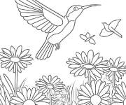 Coloriage Champ de Colibri sous le bon temps